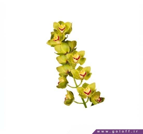 خرید آنلاین گل ارکیده سیمبیدیوم اسمک فلور - Cymbidium Orchid | گل آف